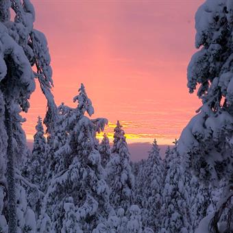 Snowy Trees and Sunset - ©Visitrovaniemi.fi