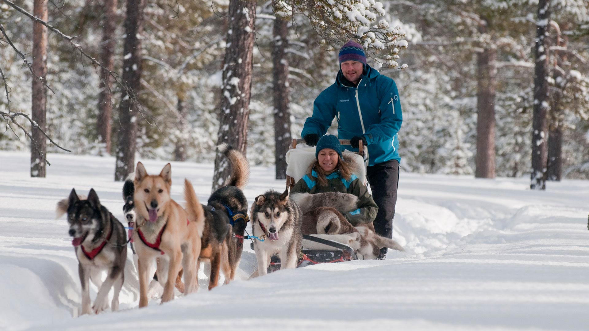 A couple gliding through the snow, pulled by a team of dogs.