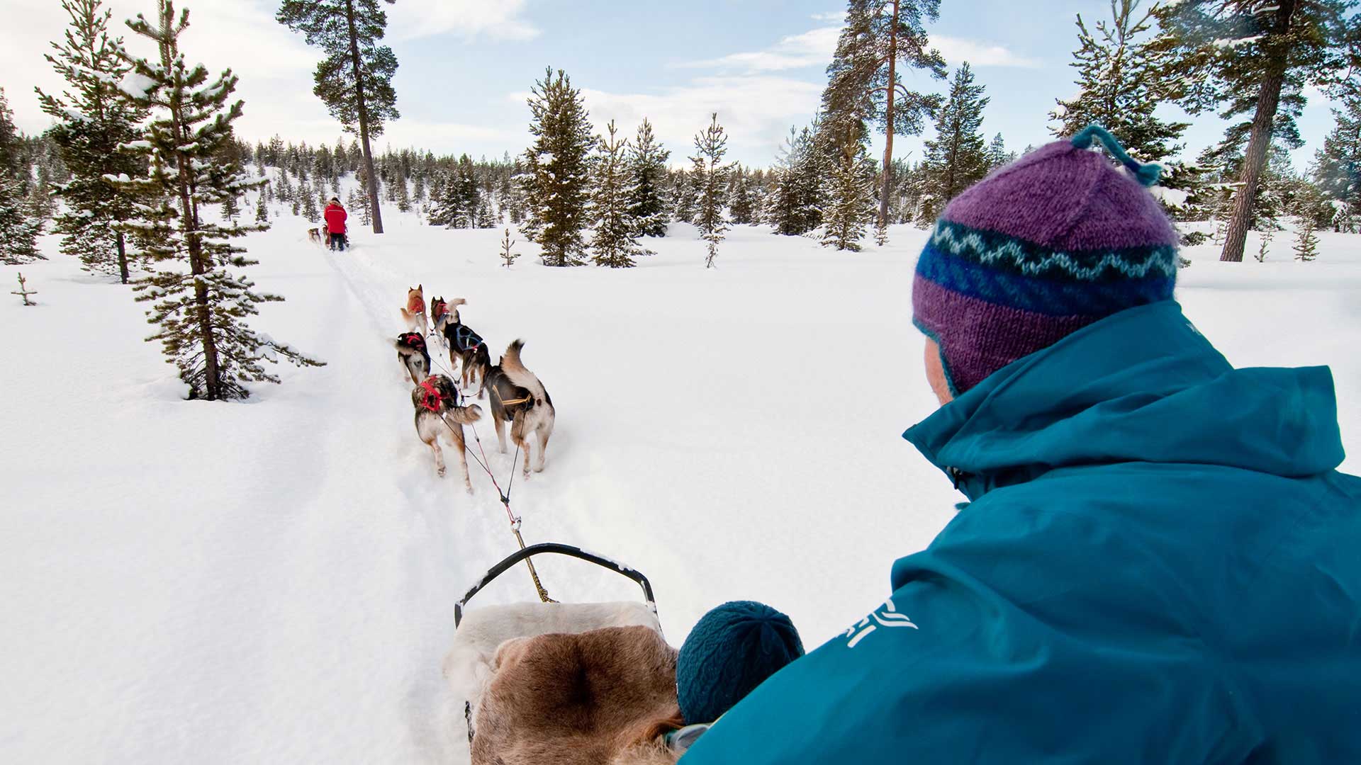 people dog sledding over snowy landscape