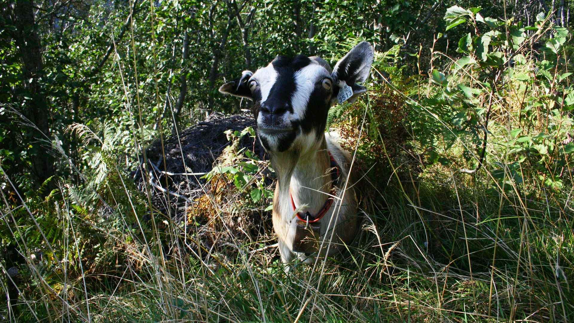 A goat in Geirangerfjord