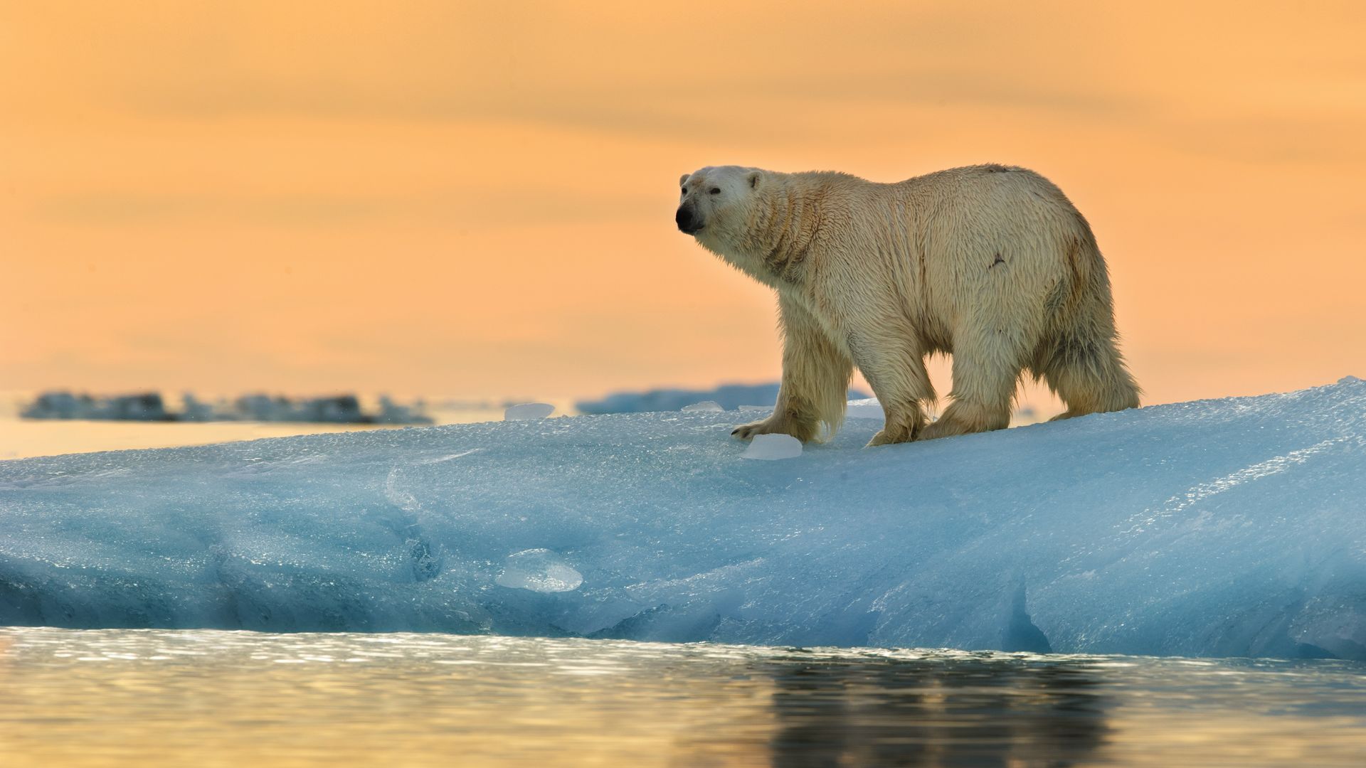 A polar bear looks out across the sea in Svalbard
