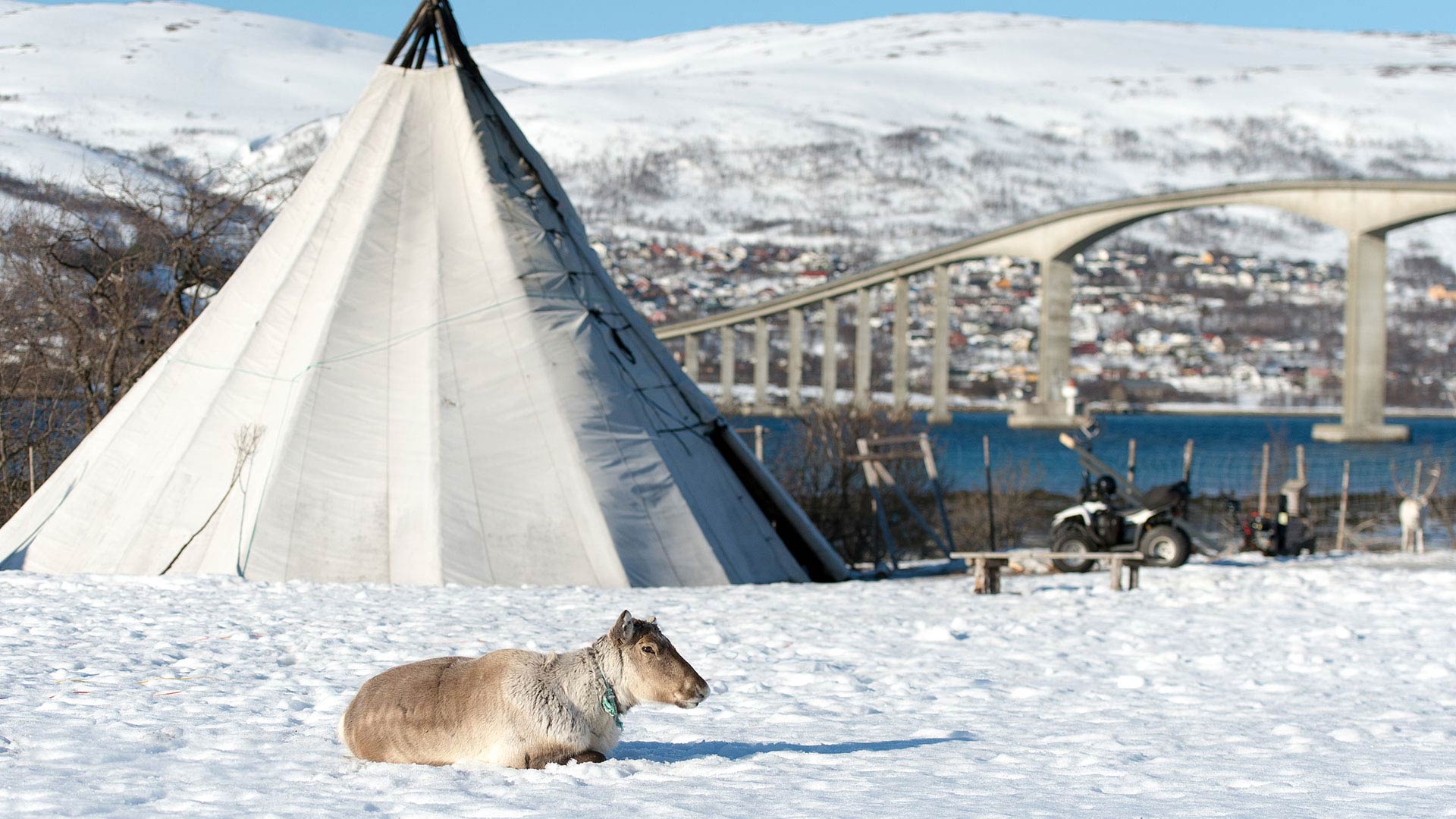 A reindeer sits in the snow in Tromsø, northern Norway