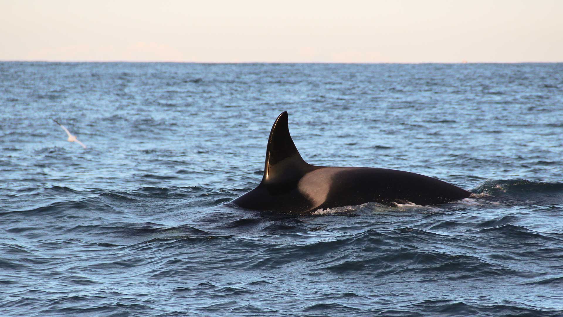Whale watching