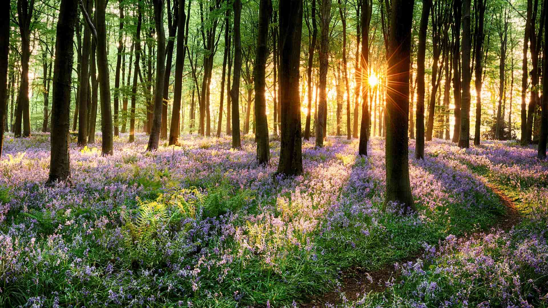 path through sunny bluebells in the uk in spring