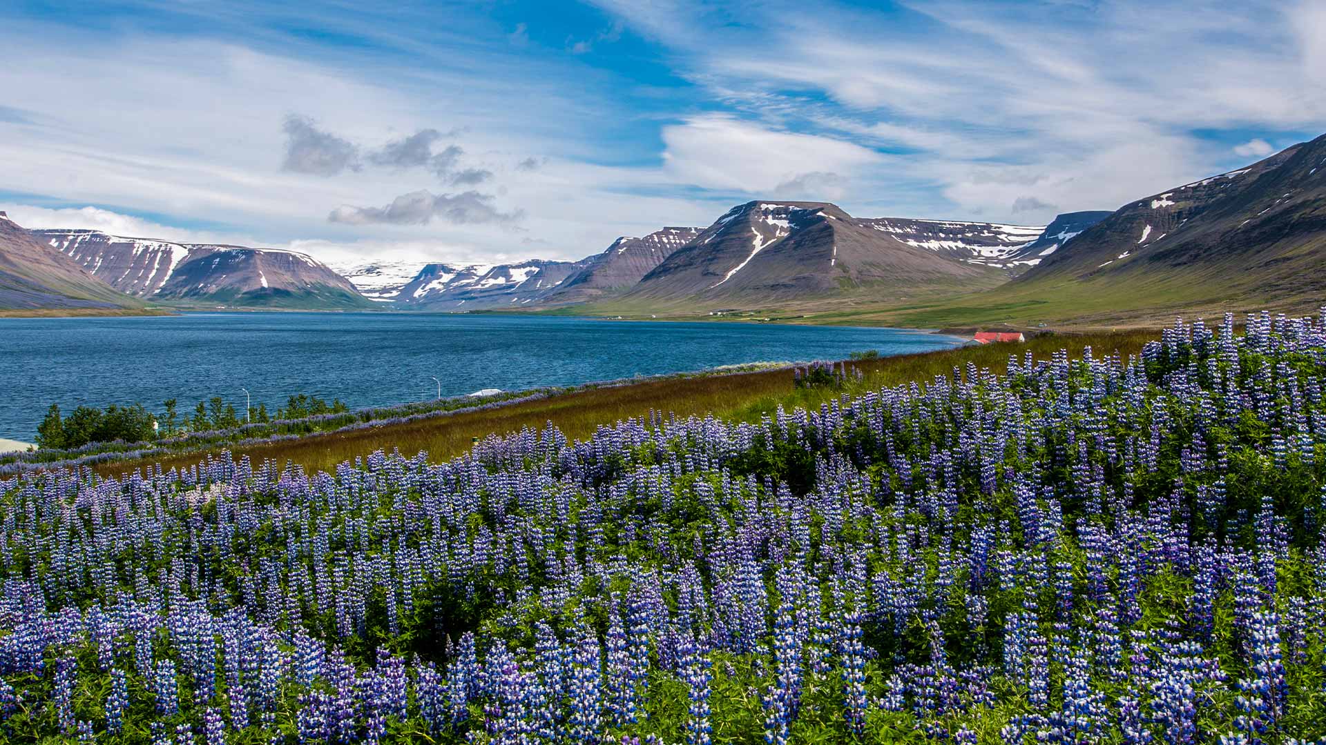 Lupine flowers overlooking Þingeyri Fjord, Westfjords