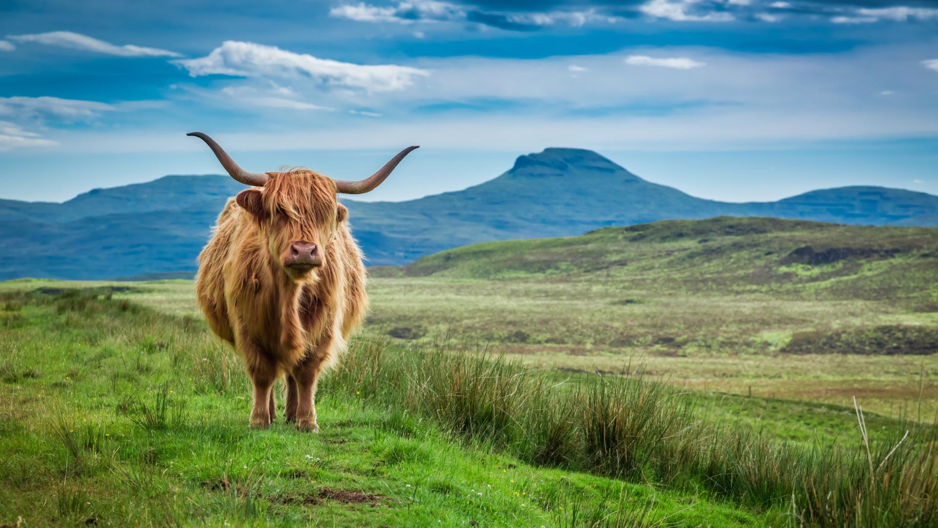A highland cow with a mountainous backdrop on the Isle of Skye.