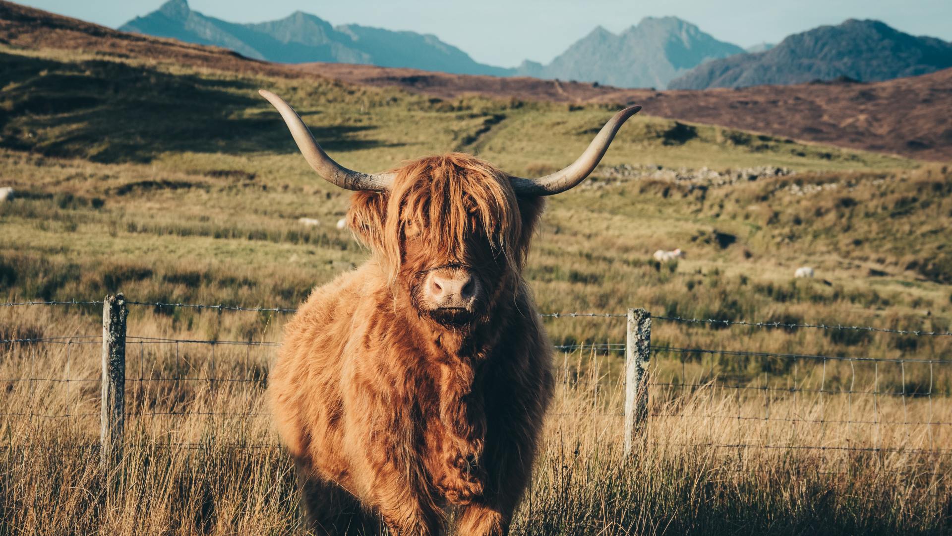A highland cow staring into the camera with a tranquil mountain backdrop.