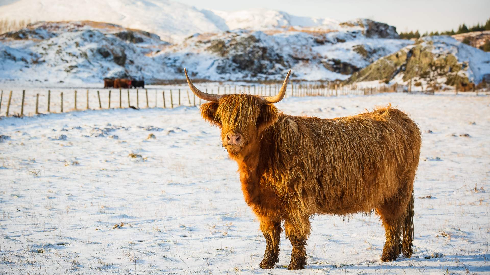 An orange highland cow standing in a sunny, snow dusted field.