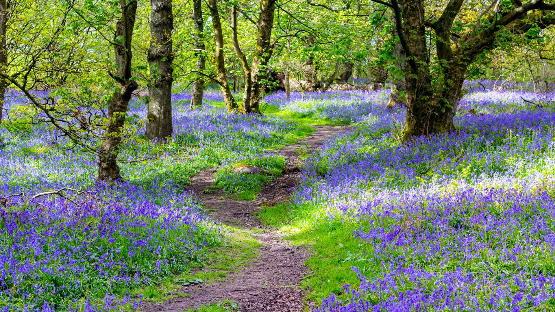 Bluebells carpeting a forest floor in Scotland