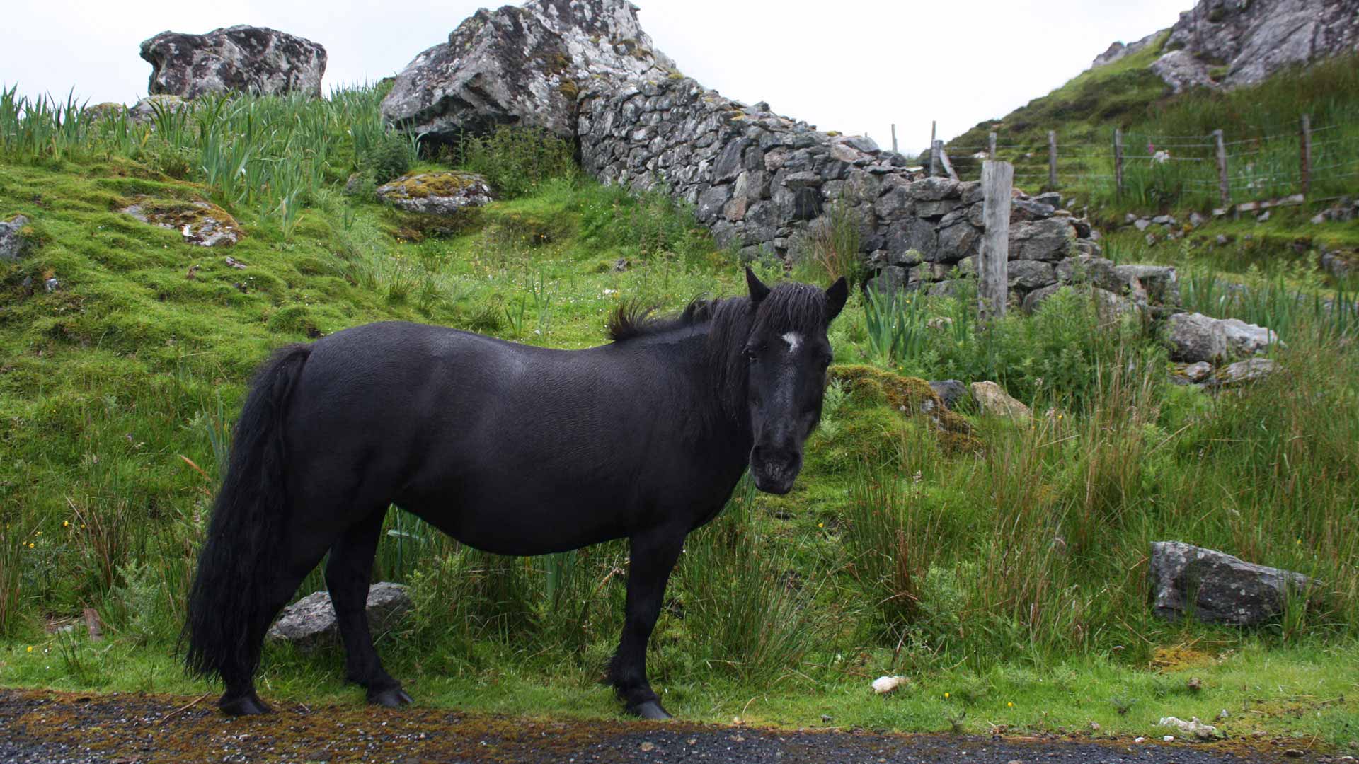Scottish horse on the Isle of Harris