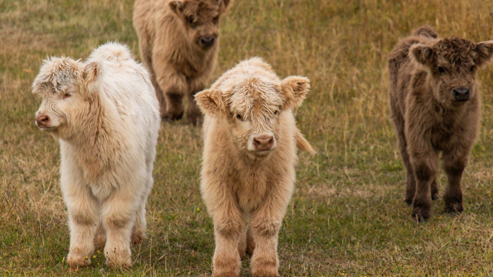 A group of baby highland cows in shades of cream and brown.