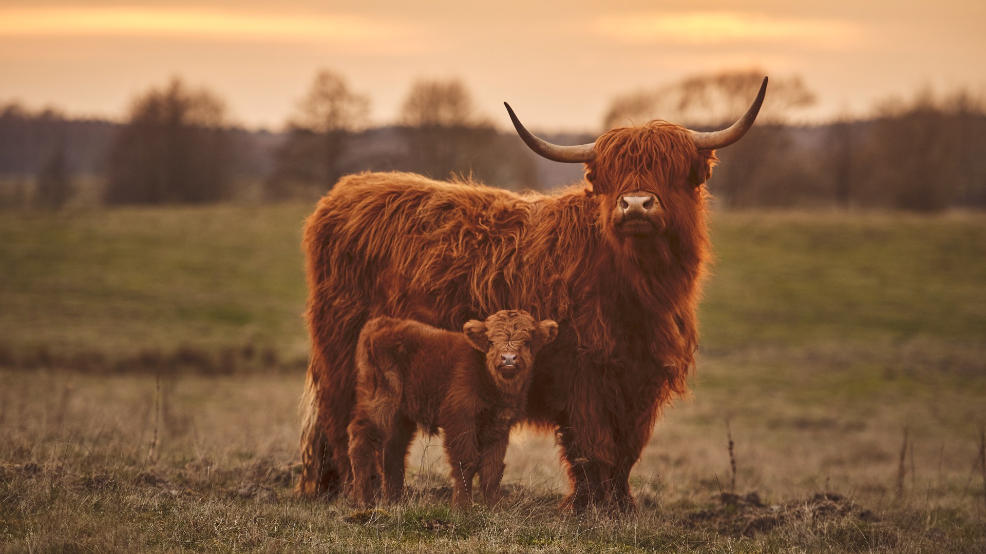 A highland cow and her calf enjoying the warm orange glow of sunset together.