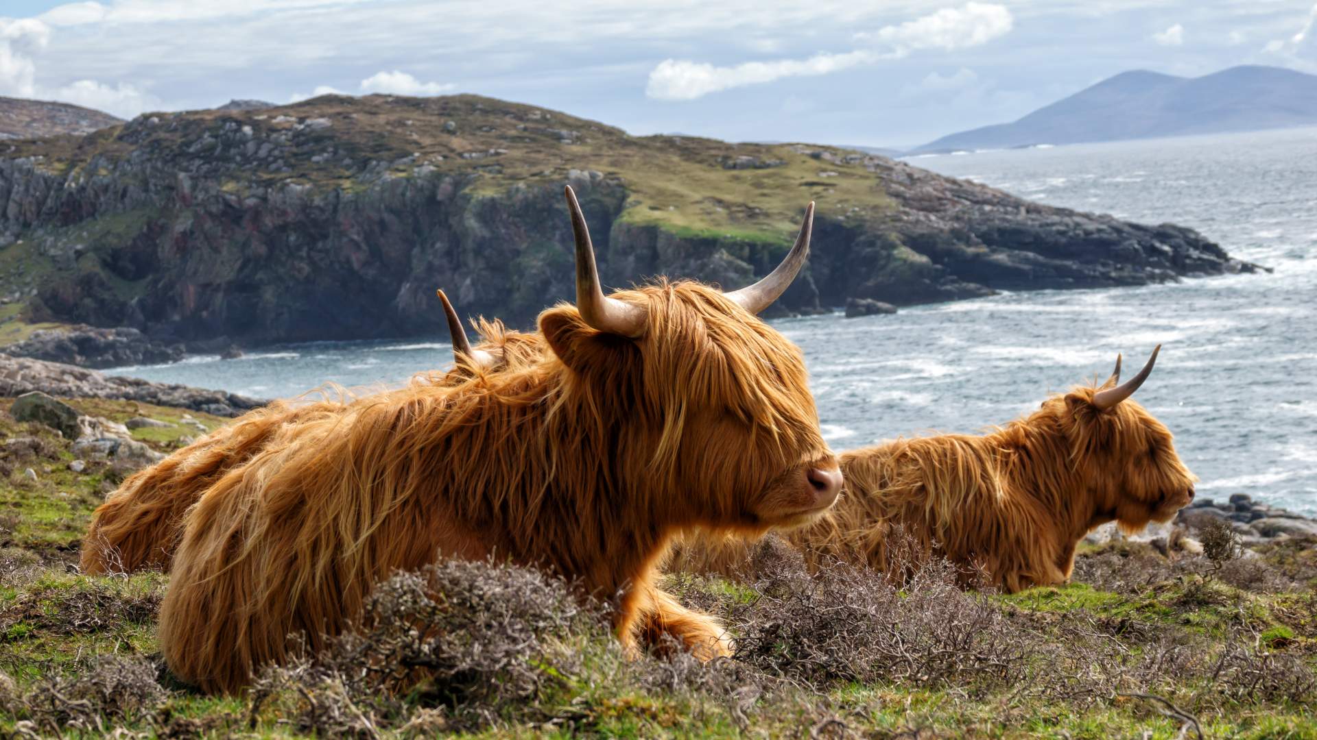 Highland cows overlooking the sea on a craggy coast