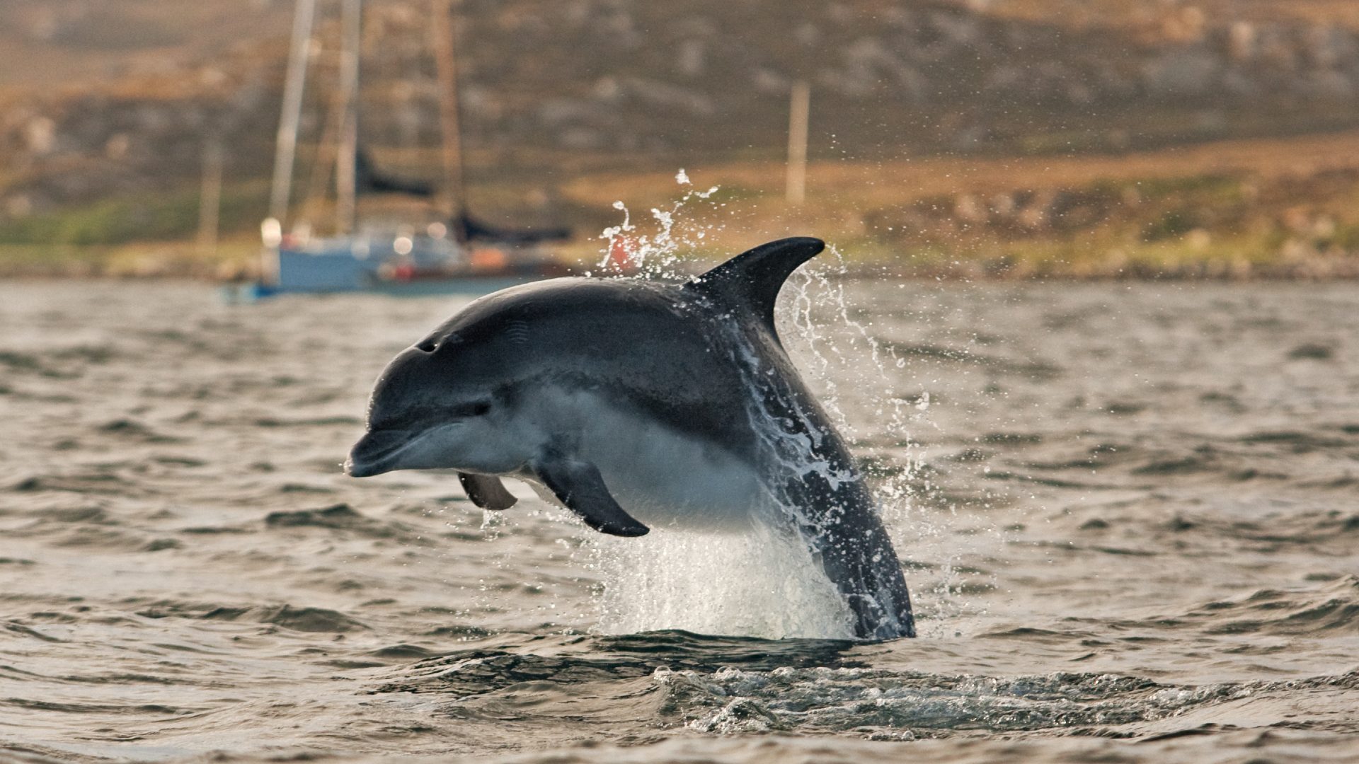 Dolphin leaping out of the water, Scotland