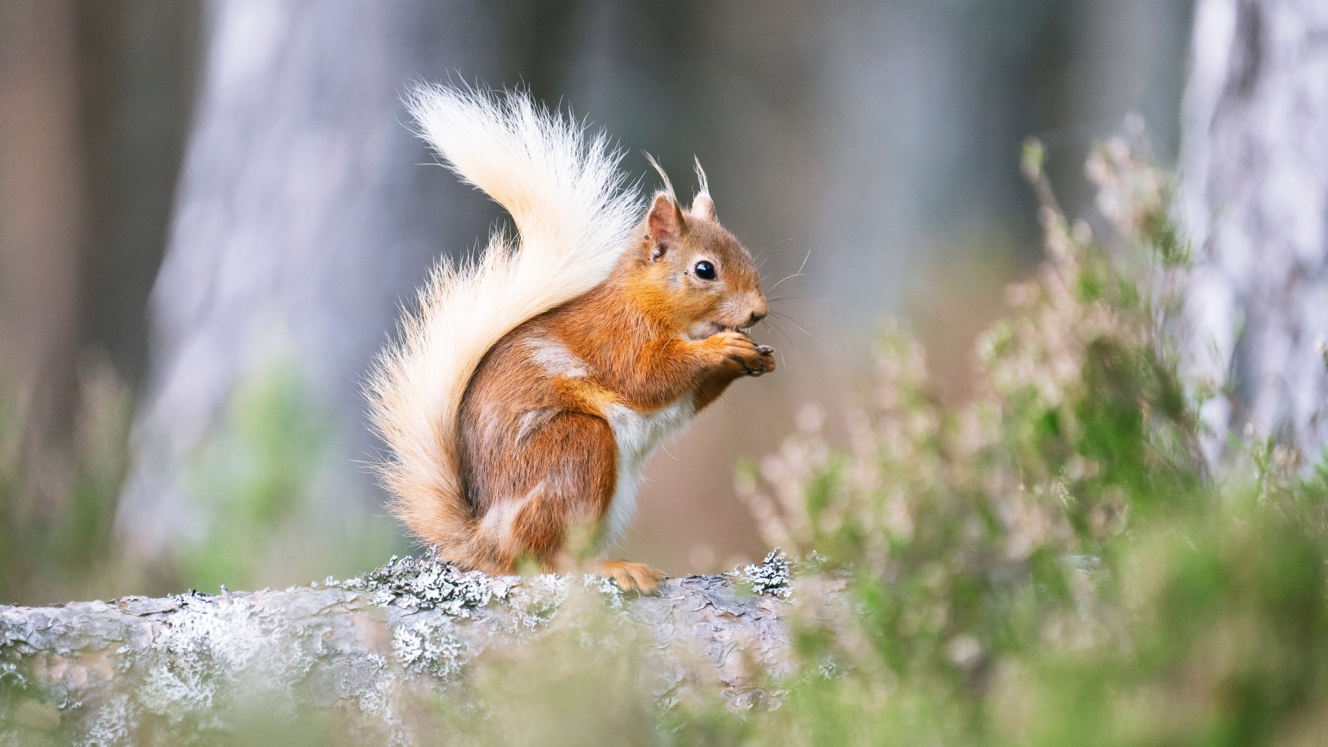 red squirrel on a branch eating a nut cairngorms Scotland