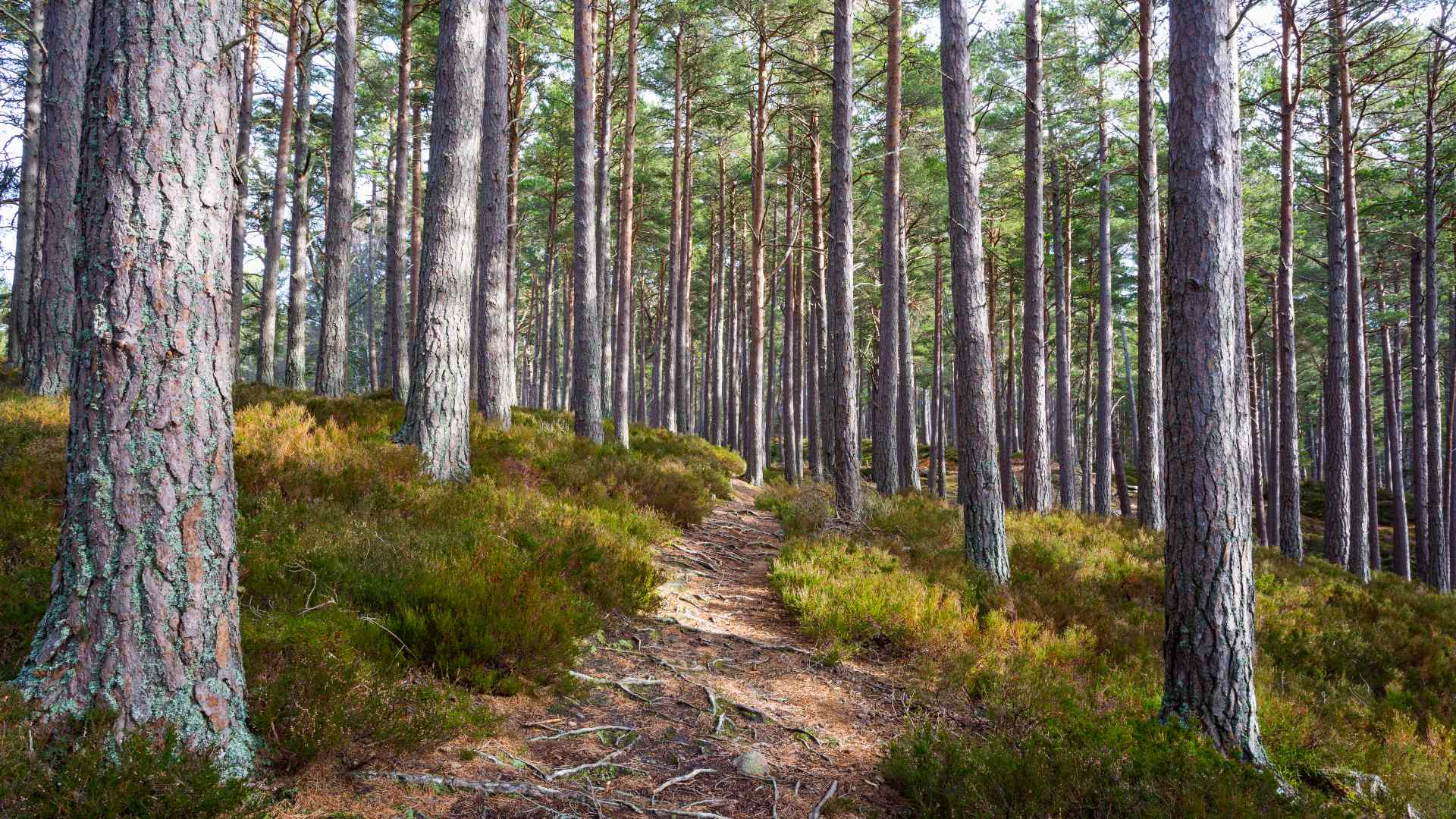 Rothiemurchus Forest near the Old Bridge Inn in Aviemore