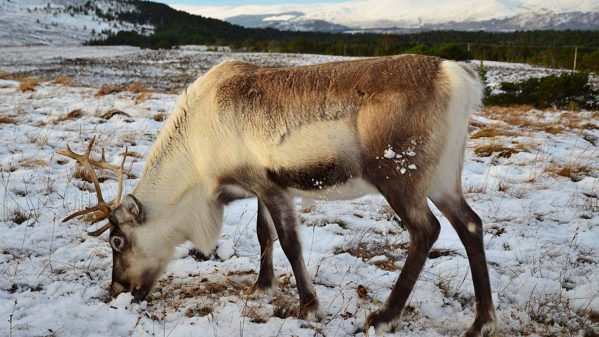 where to visit in scotland in december