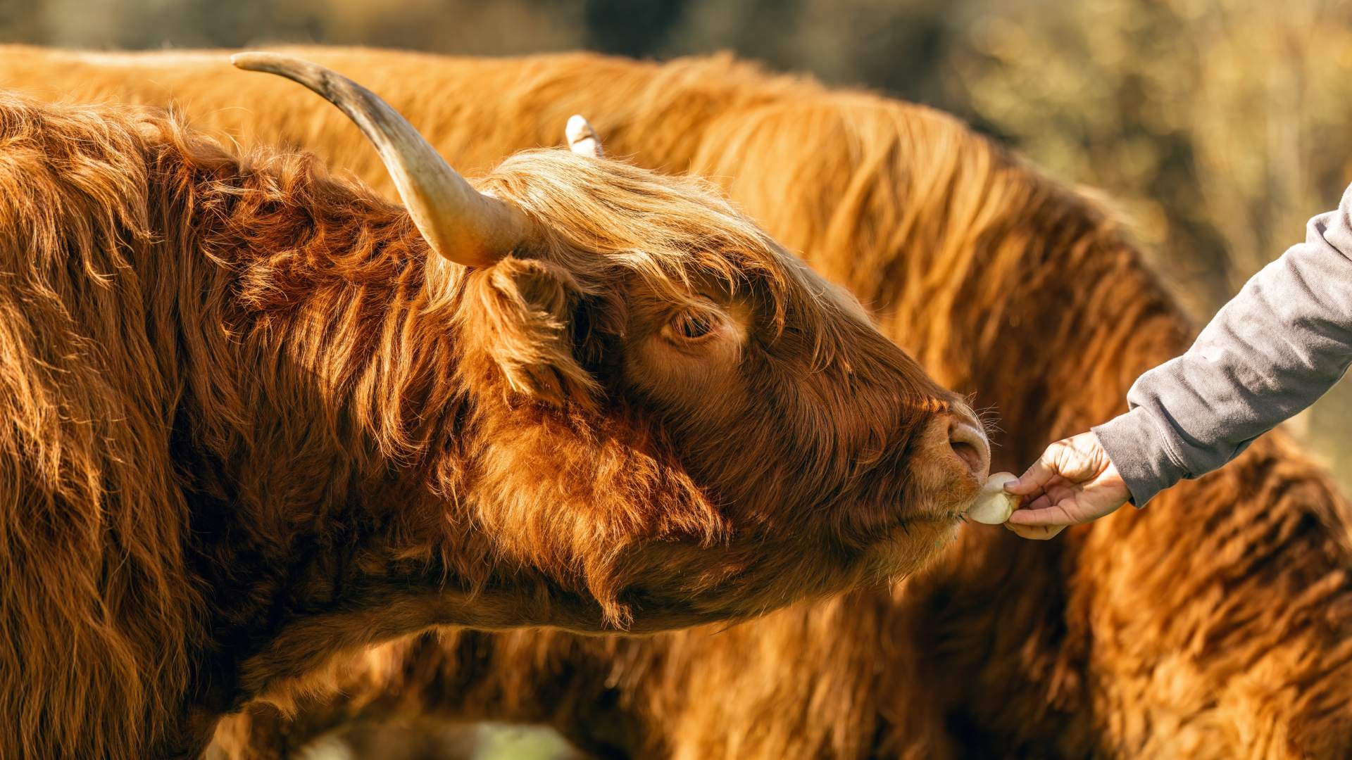 Someone handfeeding an orange highland cow