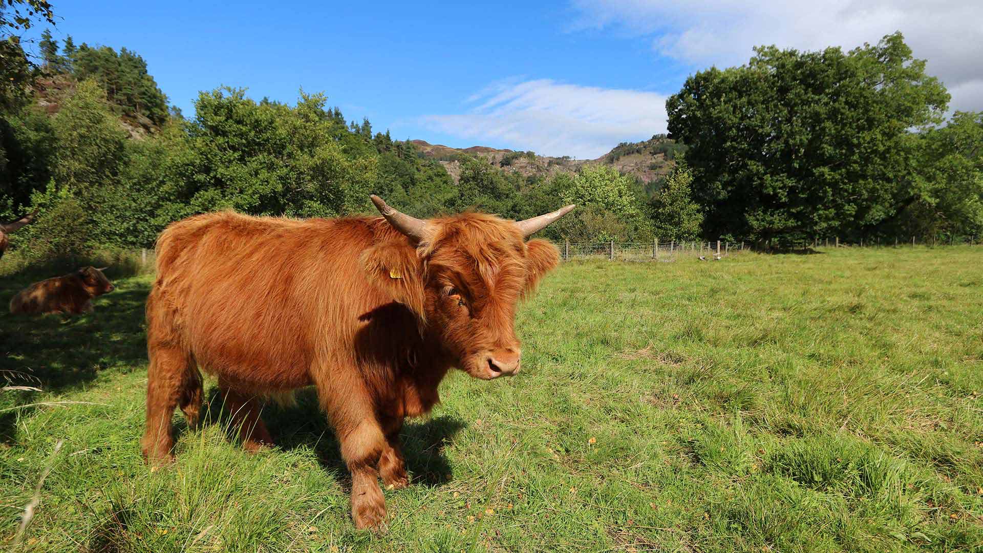 highland cow in field