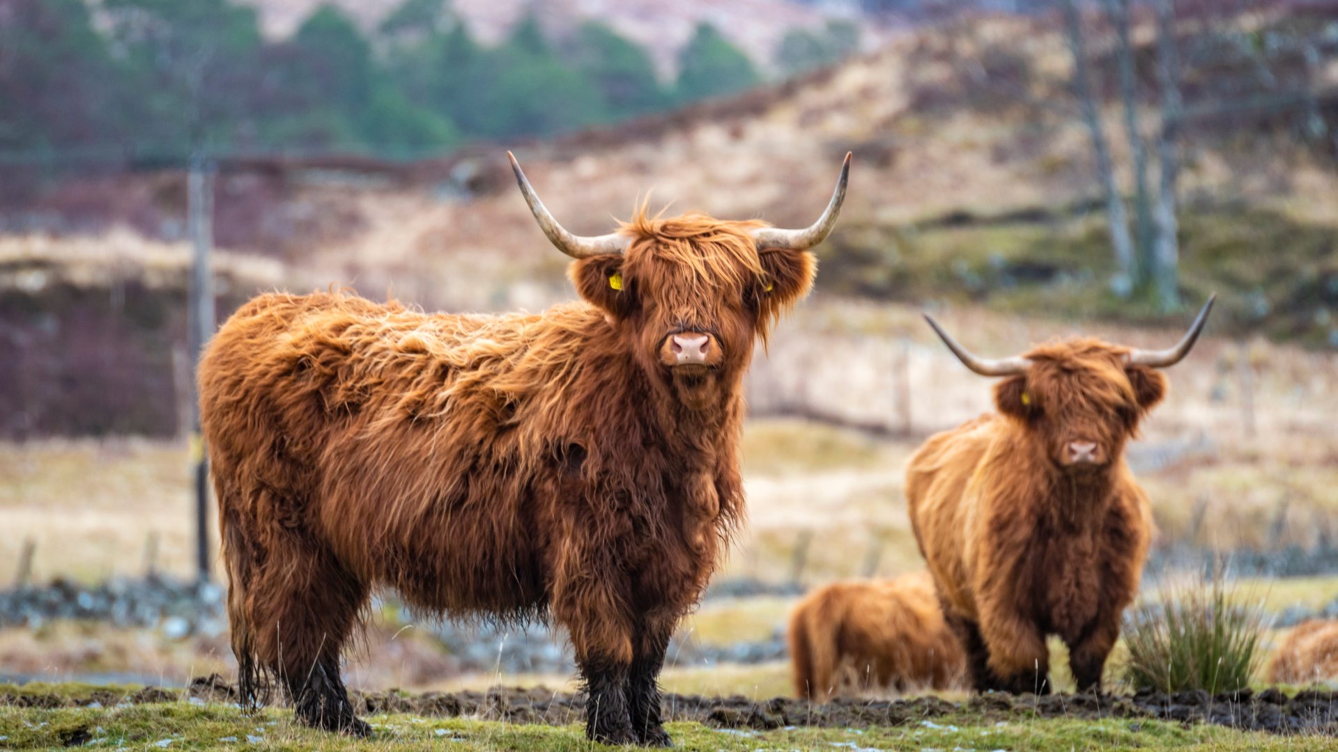 Two highland cows facing the camera.