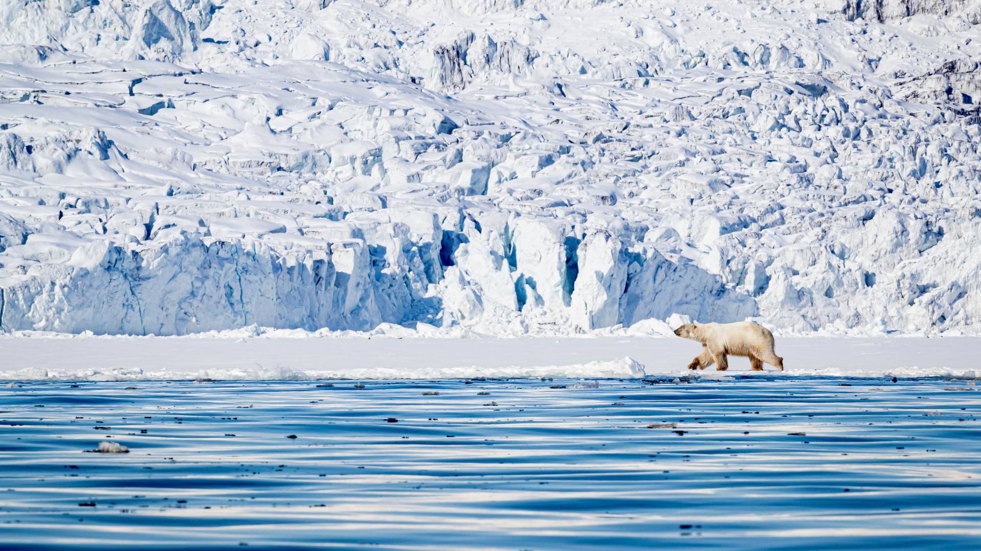 Polar bear in front of a glacier in Svalbard