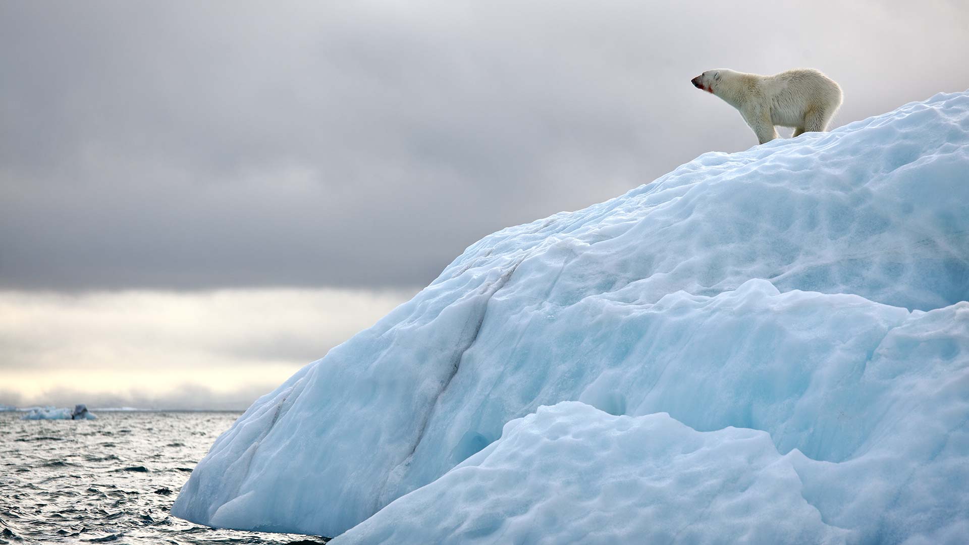 polar bear on ice