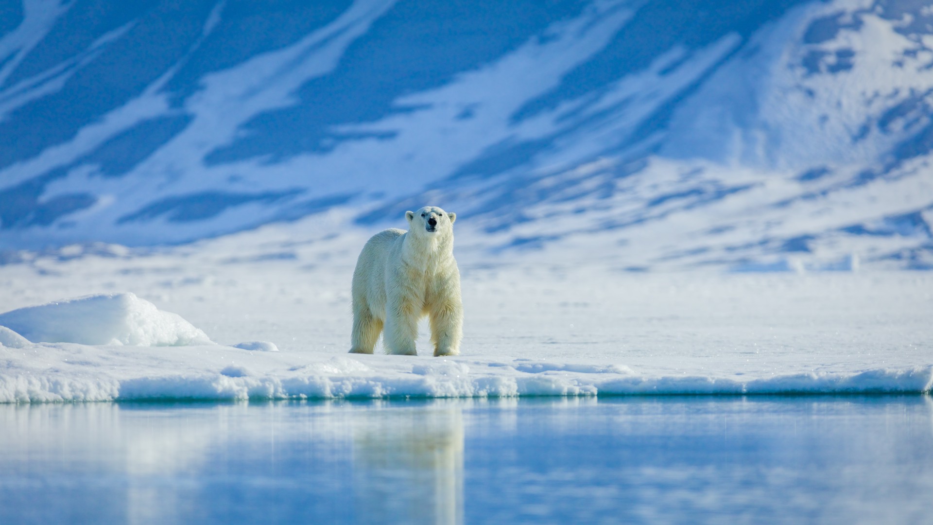 polar bear svalbard 2