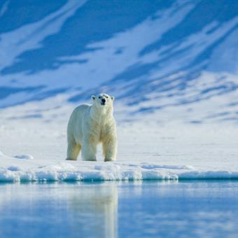 polar bear svalbard 2