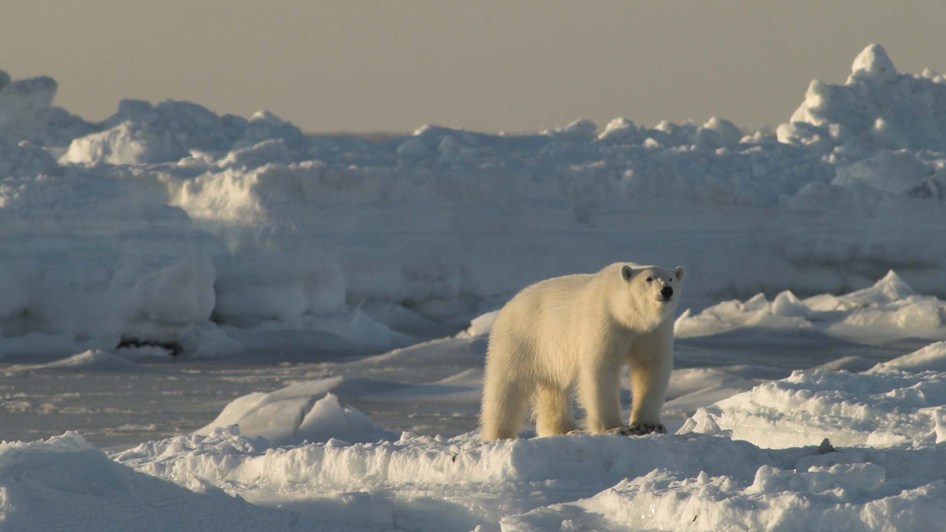 polar bear svalbard