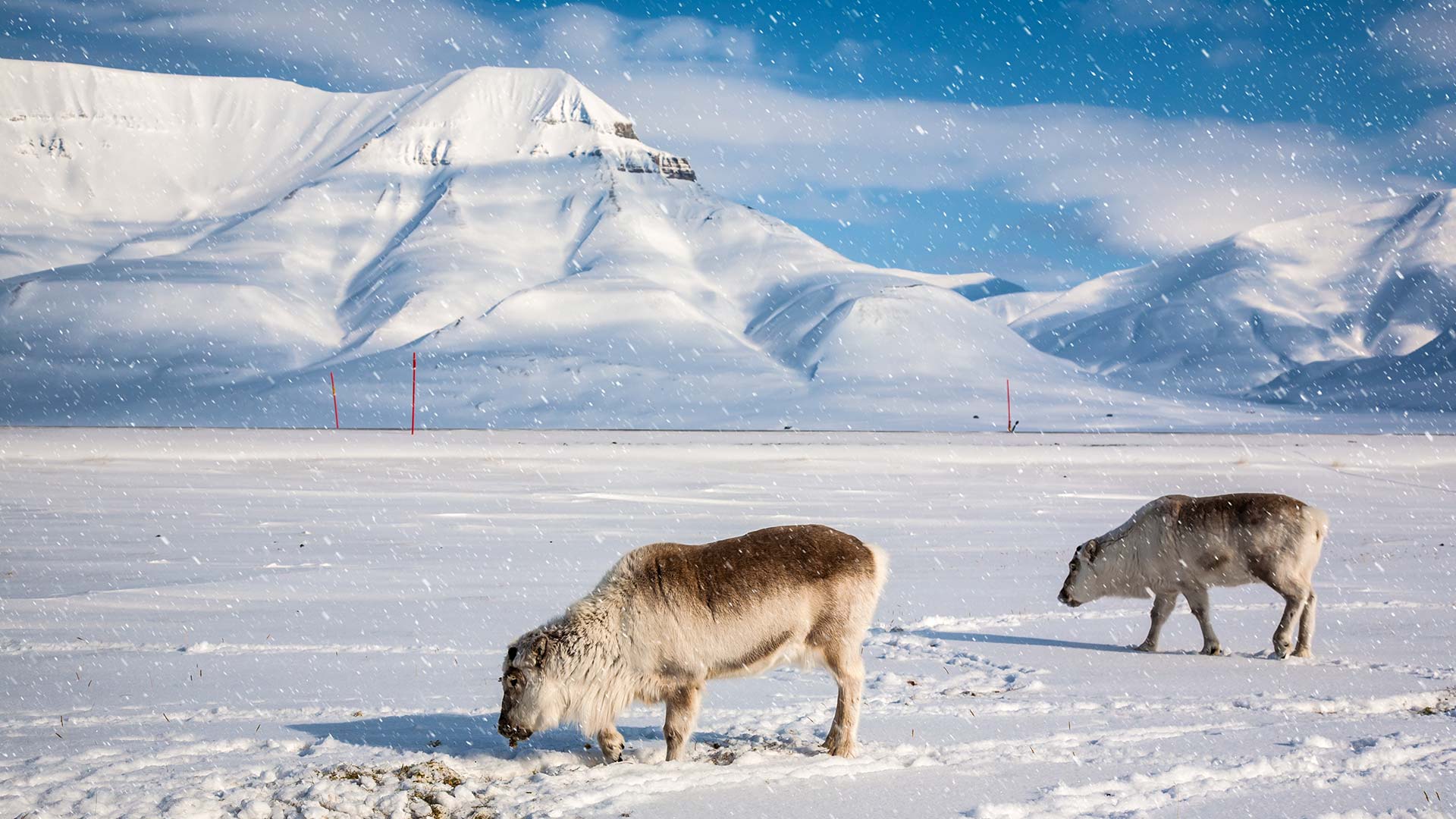 visit norway in winter