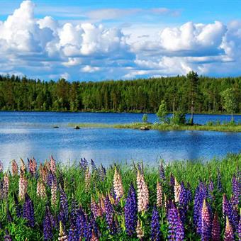 swedish lake and flowers in summer