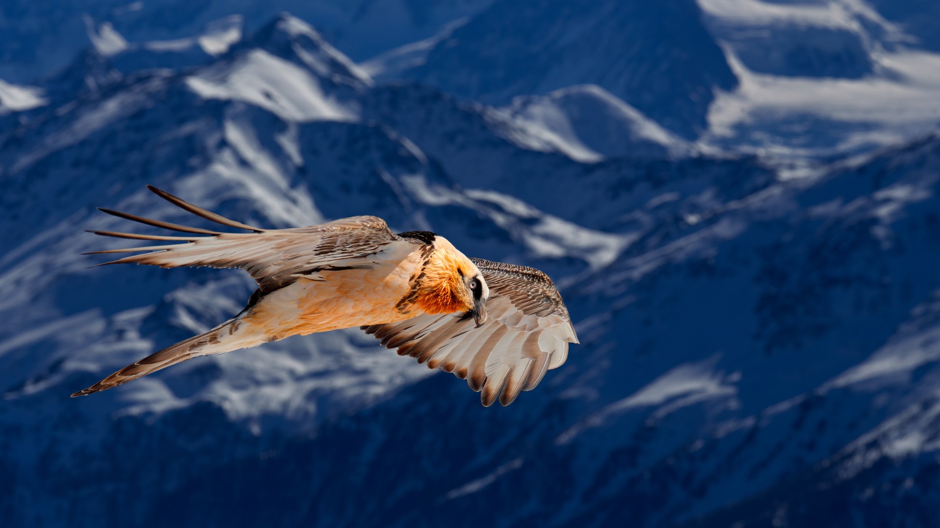 Bearded vulture flying over mountains in the Alps