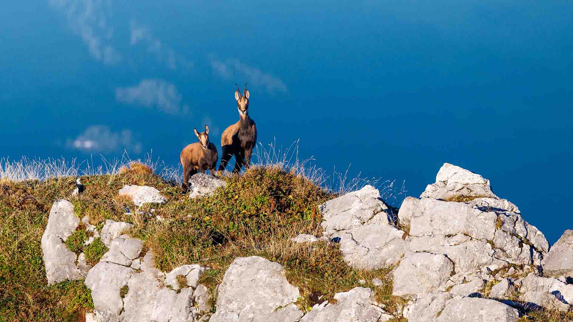 Chamois in the Swiss Alps