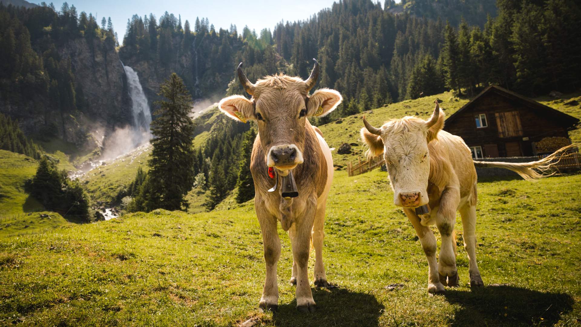 Cows grazing in an Alpine meadow