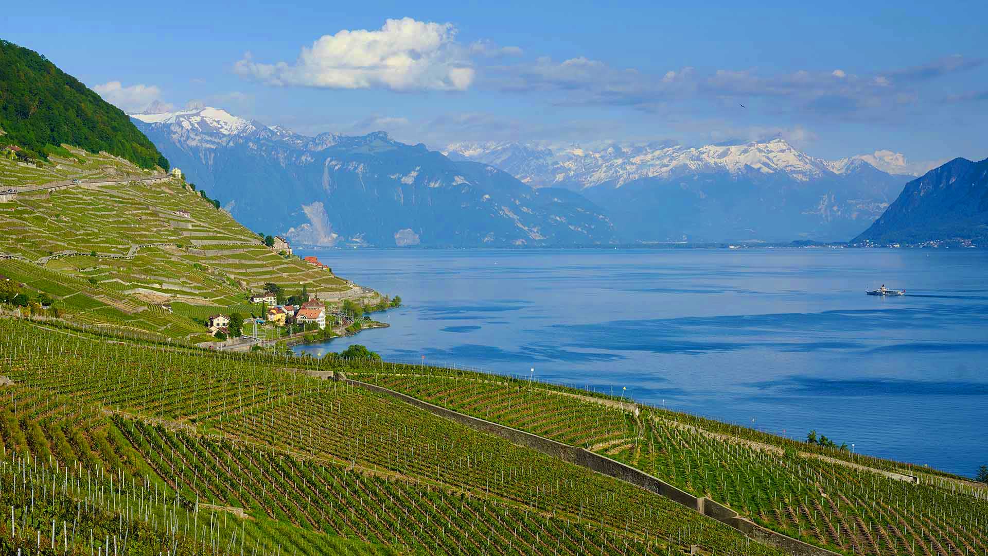 Vineyards beside Lake Geneva, Switzerland