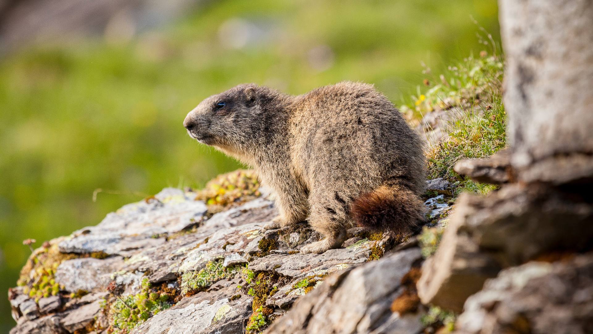 Marmot in the Swiss Alps