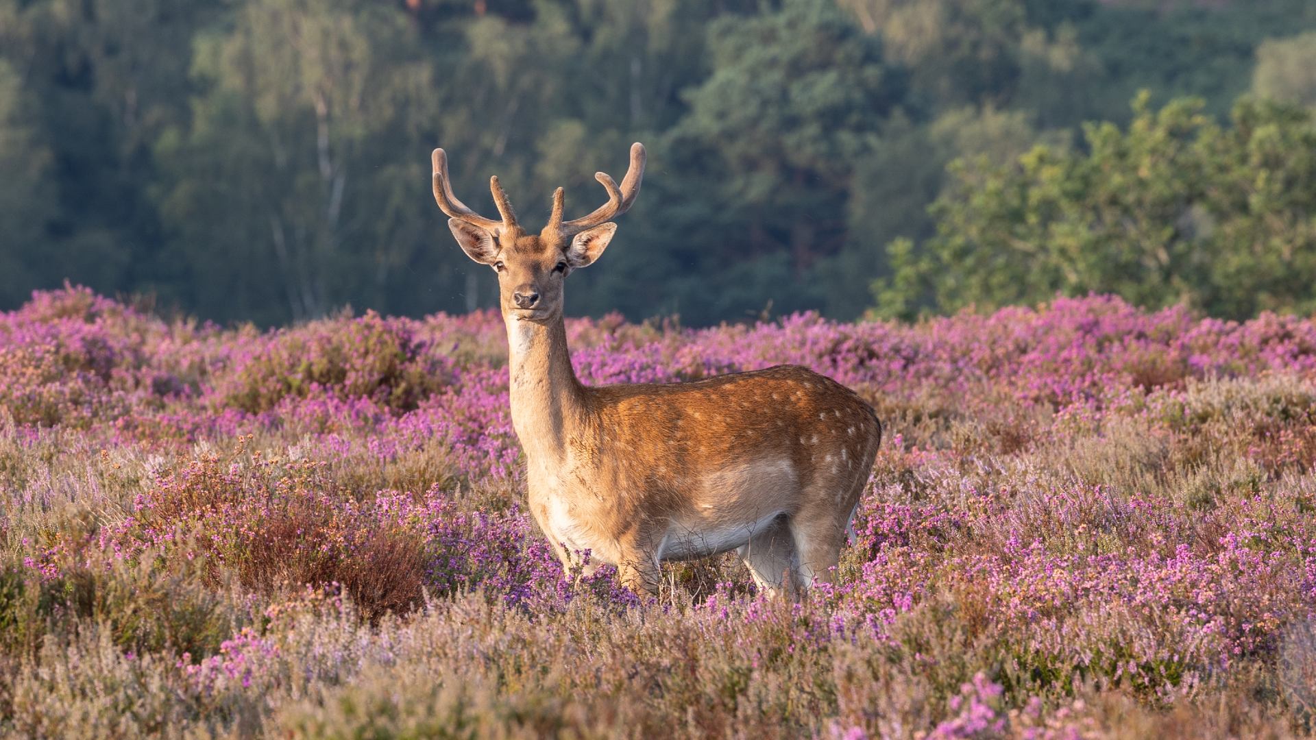 A solo deer standing in purple heather in Hampshire