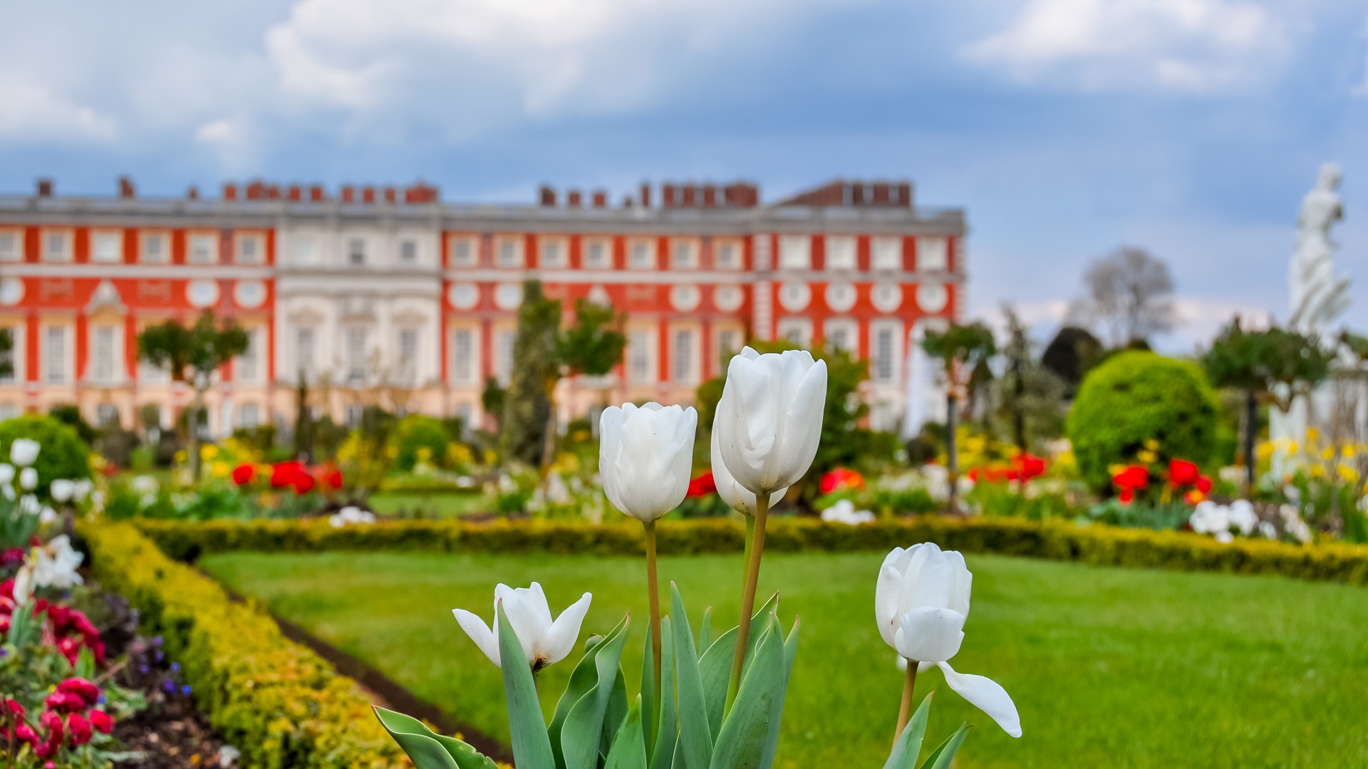hampton court palace tulips england