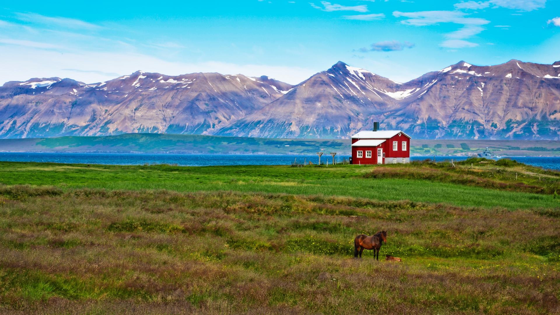 iceland red house in the meadow with a horse