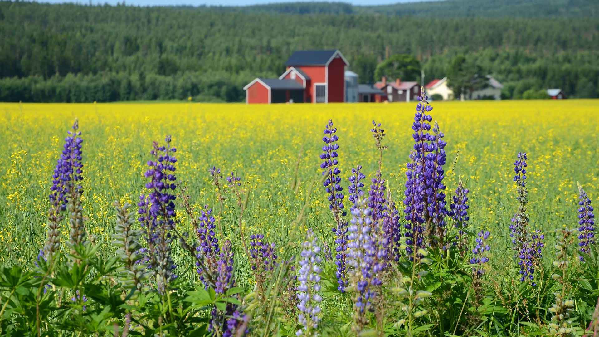 sweden countryside flowers