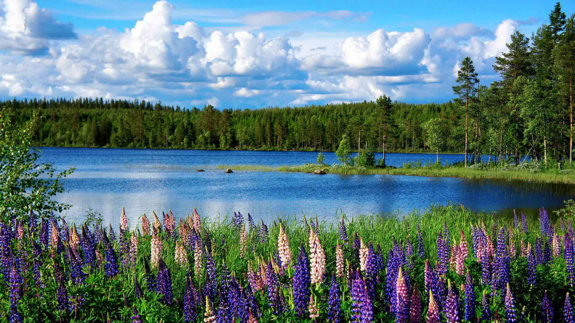 swedish lake and flowers in summer